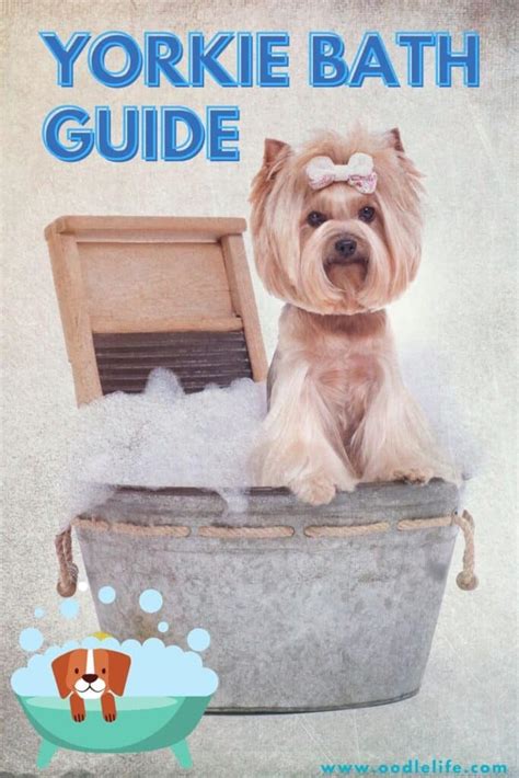 how to bathe a yorkie: Step-by-Step Yorkie Bath Guide