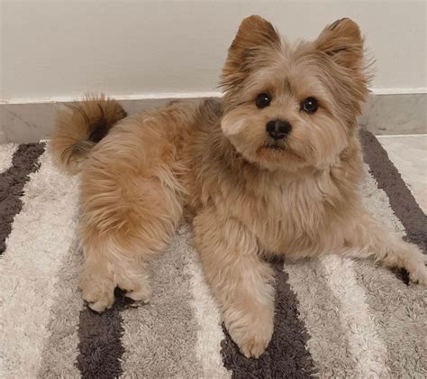 Mix Yorkie Breed Characteristics