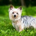 Pictures Of A Yorkshire Terrier