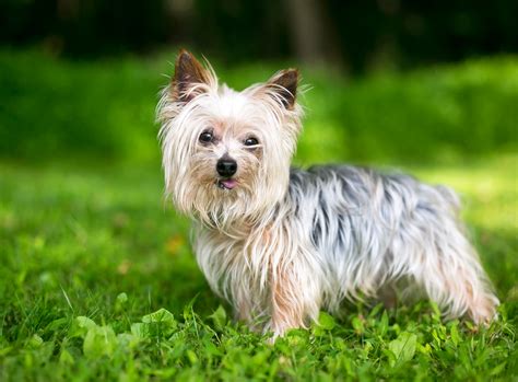 Pictures Of A Yorkshire Terrier