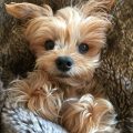 Pictures Of Yorkie Puppy And Cute Yorkie Photos