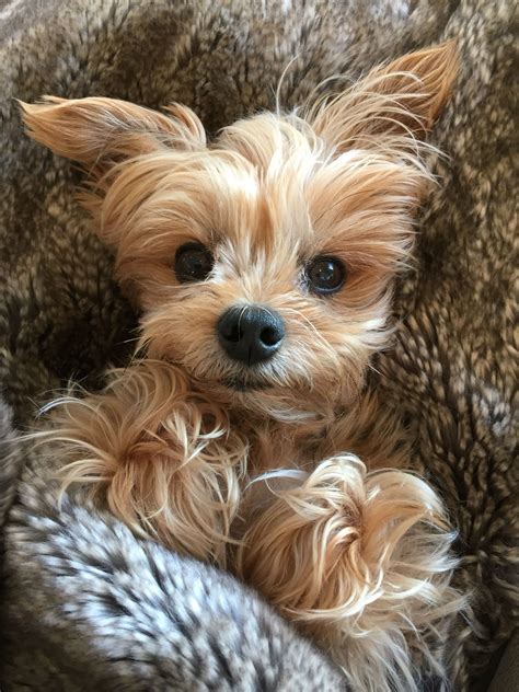 Pictures Of Yorkie Puppy And Cute Yorkie Photos