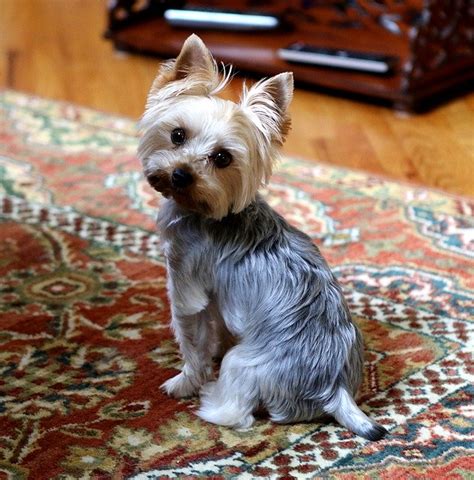 Teacup Yorkie Grooming Tips