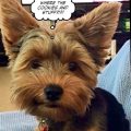 Yorkie Meme And Best Yorkie Memes To Brighten Your Day