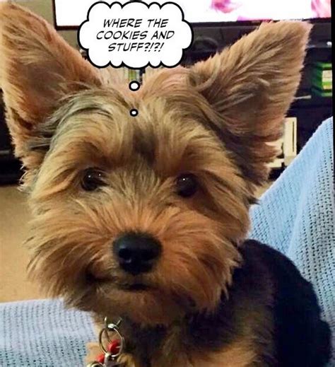 Yorkie Meme And Best Yorkie Memes To Brighten Your Day