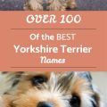 Yorkshire Terrier Names And Cute Options For Pups