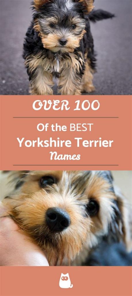 Yorkshire Terrier Names And Cute Options For Pups