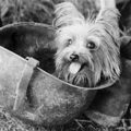 Yorkshire Terrier Ratting History