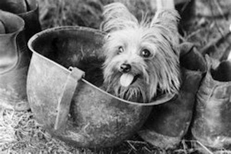 Yorkshire Terrier Ratting History