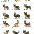 Yorkshire Terrier Standard Size And Guide