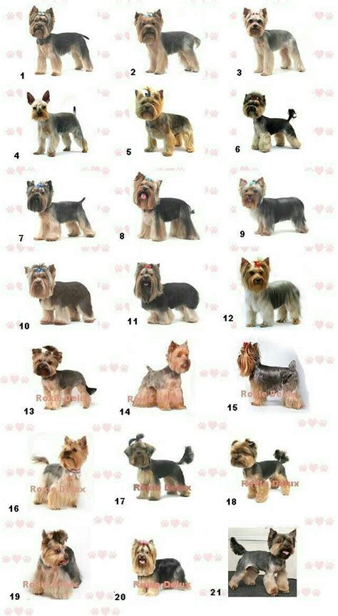 Yorkshire Terrier Standard Size And Guide