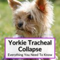 Yorkshire Terrier Tracheal Collapse Symptoms And Signs