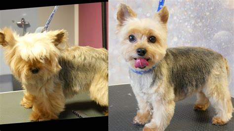 “yorkshire Terrier With Tail Grooming Tips”